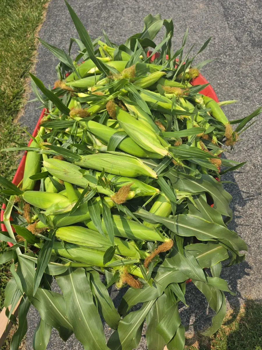 A large harvest of fresh ears of corn