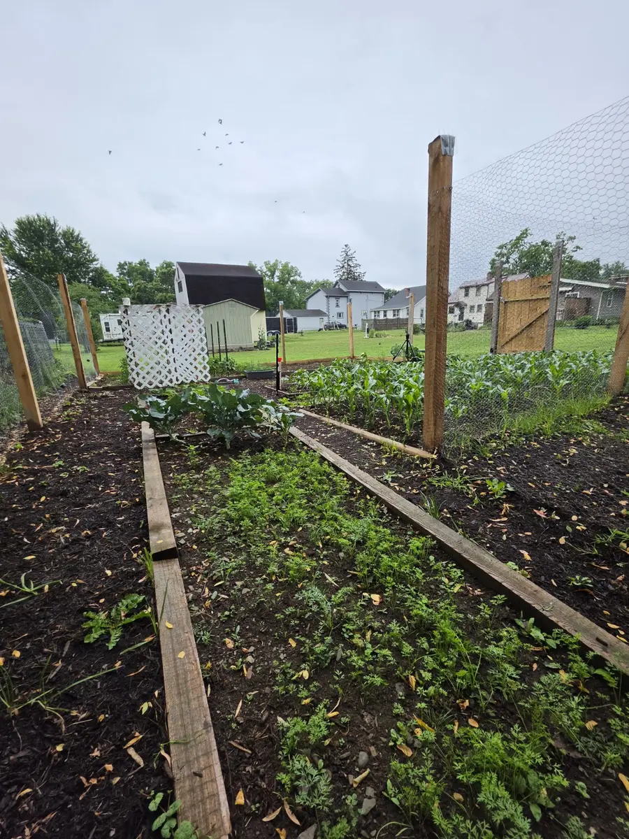 Rows of young crops growing in the garden
