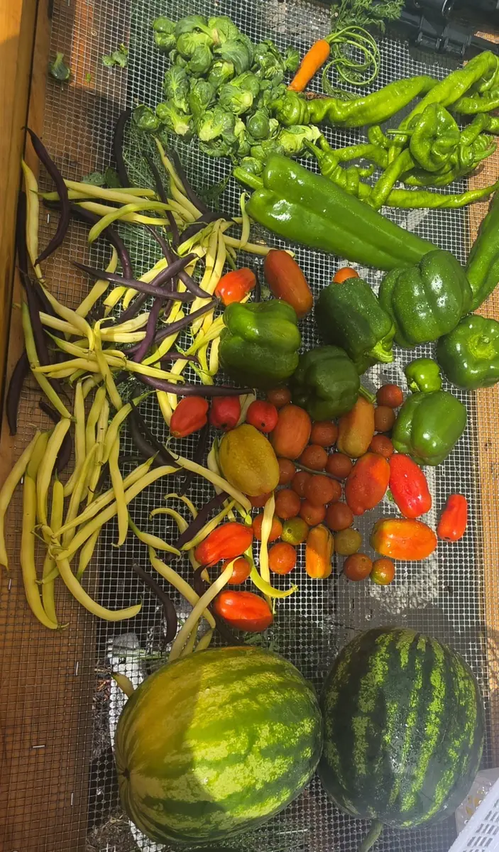 A colorful garden harvest including peppers, tomatoes, beans, and watermelon