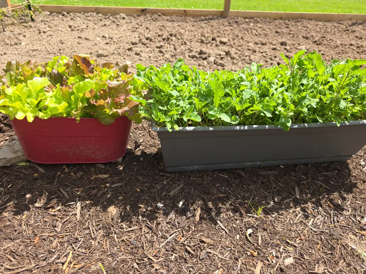 Lettuce growing in planters beside a prepared garden bed