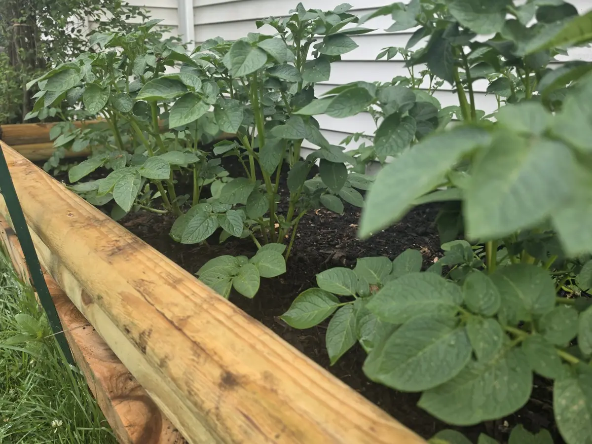 Healthy vegetable plants filling a wooden raised bed